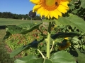 Sunflowers on the farm!