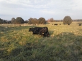 Our first Fall Calf !