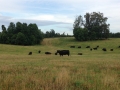 Peaceful summer grazing